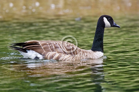 Canada Goose (Branta canadensis) Canada Goose (Branta canadensis)