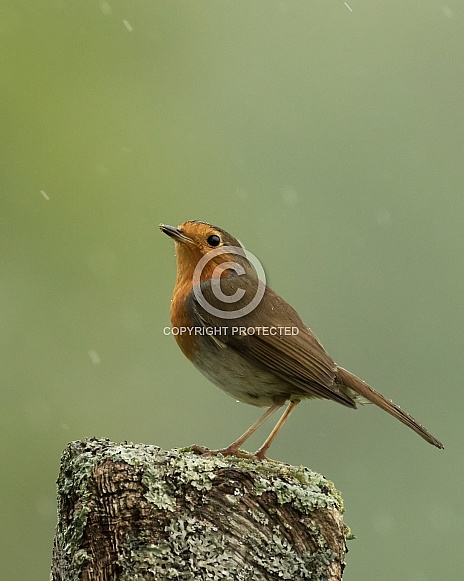 European Robin