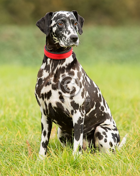 Sitting Dalmatian Sitting Dalmatian
