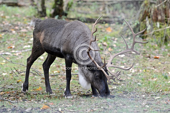 Caribou (Reindeer) Caribou (Reindeer)