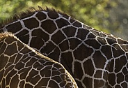 Reticulated Giraffe Pattern