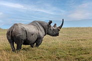 Black Rhinoceros