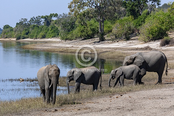 African Elephants - Botswana