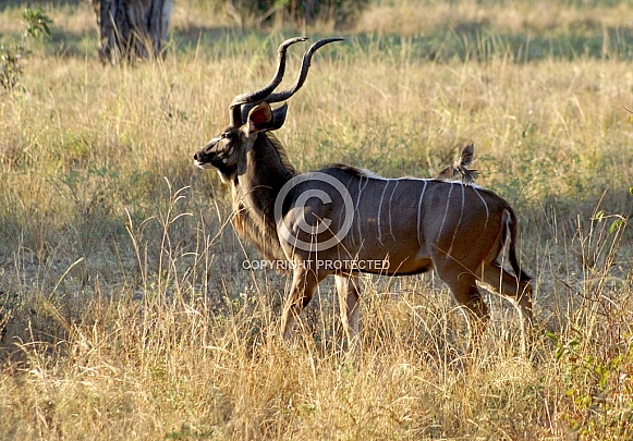 Kudu
