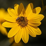 Bee On Wild Sunflower
