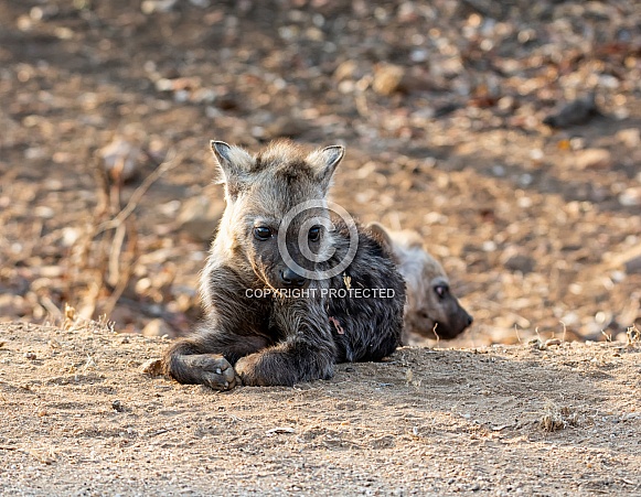 Spotted Hyena Pup Spotted Hyena Pup