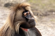 Gelada (Theropithecus gelada), sometimes called the bleeding-heart monkey or the gelada baboon