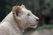 white Lion cub