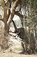 Elephant holding trunk upwards