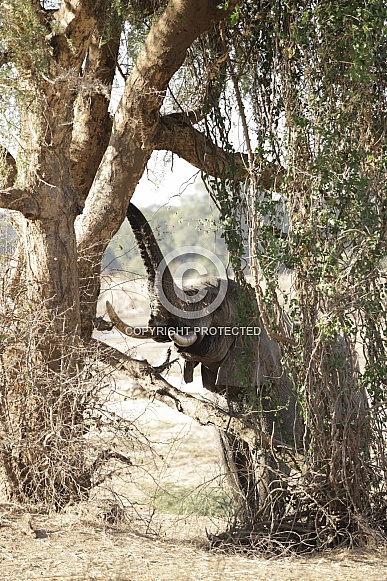 Elephant holding trunk upwards Elephant holding trunk upwards