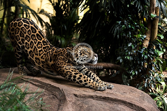 Jaguar