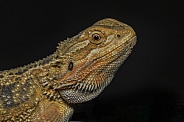 Bearded Dragon
