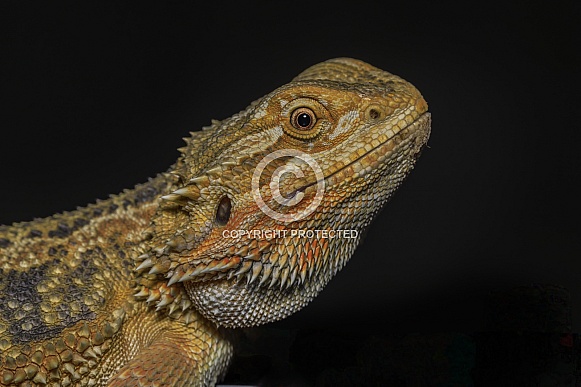 Bearded Dragon