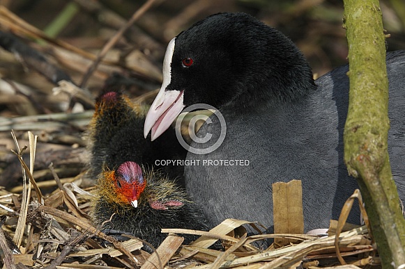 Eurasian Coot (Fulica atra) Eurasian Coot (Fulica atra)