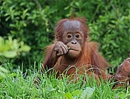 Orangutan