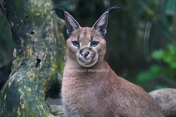 Caracal Caracal