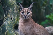 Caracal