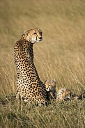 Cheetah mom with her cubs