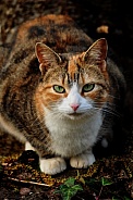 Calico Cat