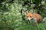 Fox in Woodland