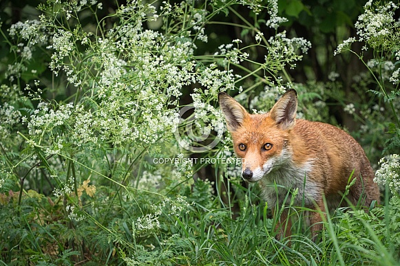 Fox in Woodland