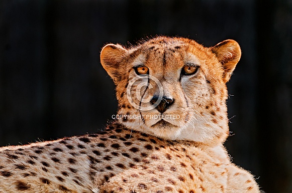 Cheetah