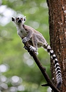 Ring-Tailed Lemur (Lemur Catta)