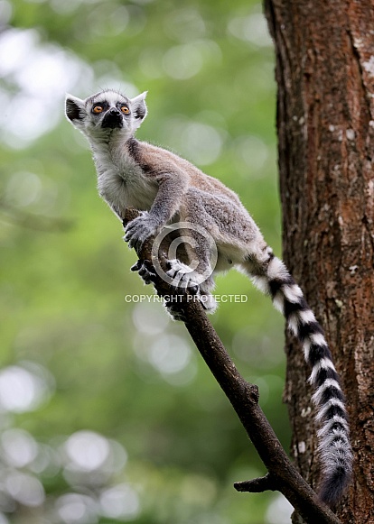 Ring-Tailed Lemur (Lemur Catta)