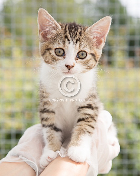 Domestic Shorthair Kitten Domestic Shorthair Kitten