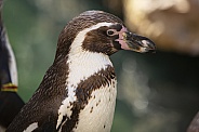 Manchot Humboldt Penguin