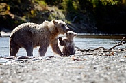 Grizzly bear at Katmai Alaska
