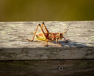 Eastern Lubber Grasshopper