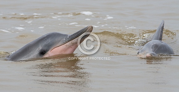 Guiana Dolphin (wild)