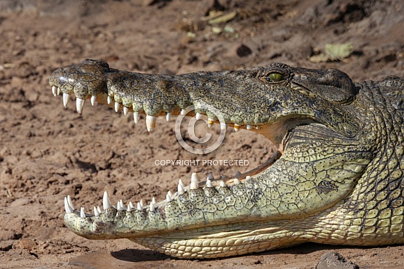 Nile Crocodile - Botswana Nile Crocodile - Botswana