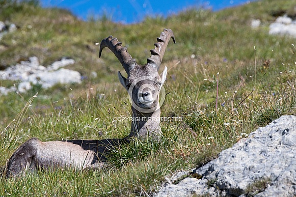 Alpine Ibex