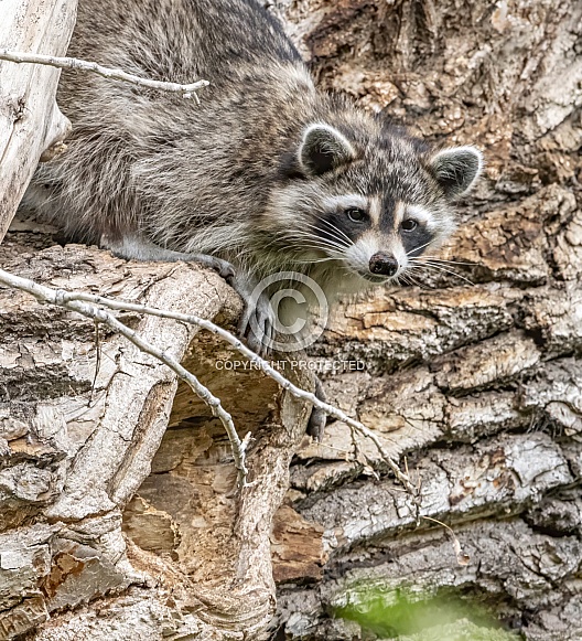 Raccoon Raccoon