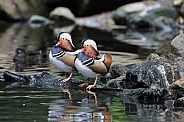 Mandarin duck (Aix Galericulata)