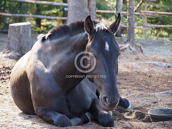 Quarter Horse Quarter Horse