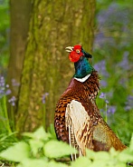 Common Pheasant (male)