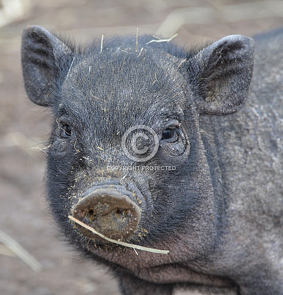 Miniature Pig Miniature Pig