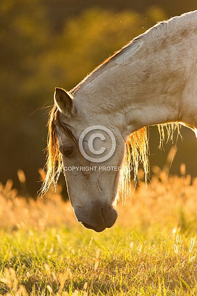 Buckskin Horse