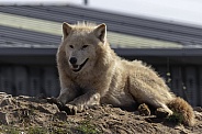 Arctic Wolf lying down resting