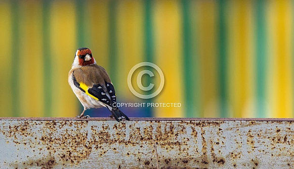 Goldfinch Goldfinch