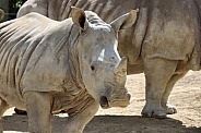 Rhinoceros Calf