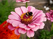 Bumblebee on zinnia