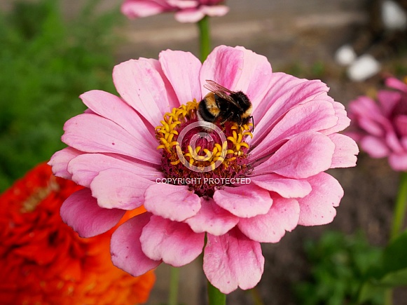 Bumblebee on zinnia