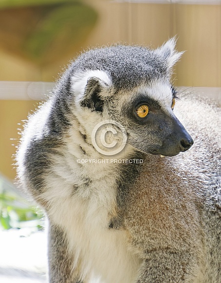 Lemur