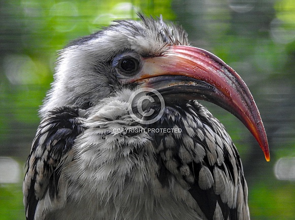 Northern Red-billed Hornbill