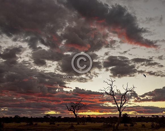 African Sunset