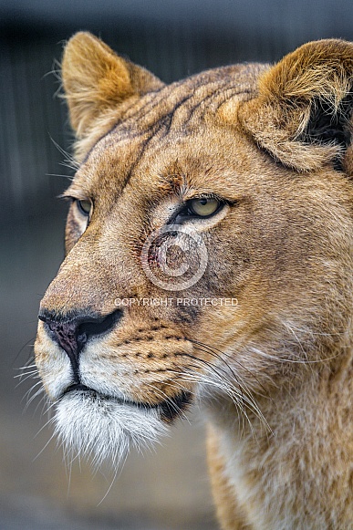 Lioness Portrait